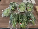 Salad tasting at Greenphyto